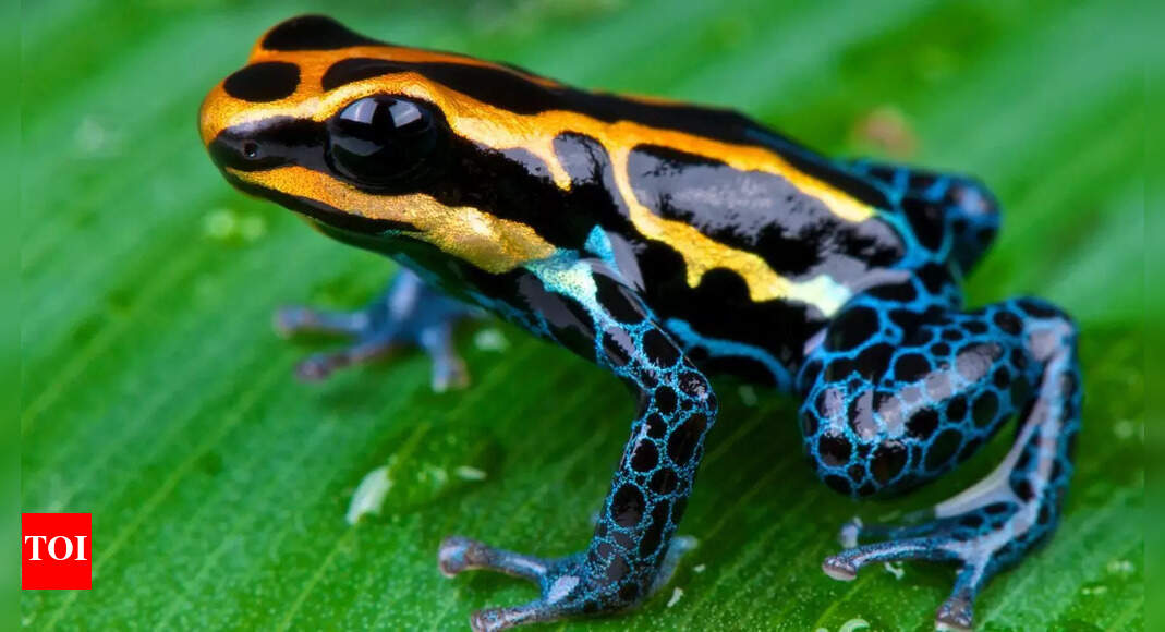 Meet one of the most dedicated dads in nature: Poison dart frog fathers take the lead in raising their young