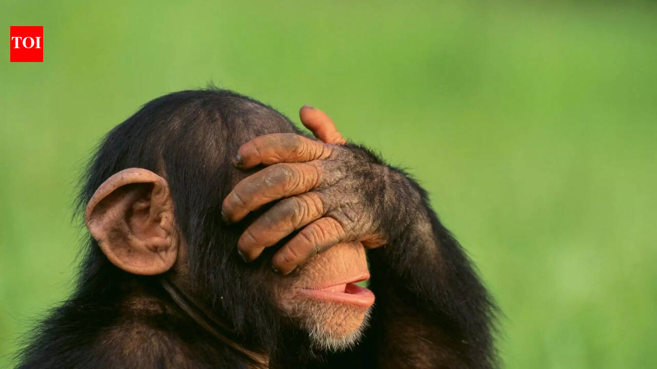 9 emotional animals that show love and grief just Like humans