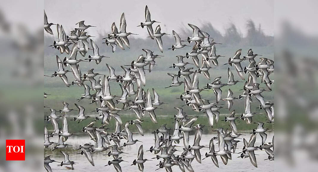 Between bananas & birds, Bihpur prepares for an intense poll battle