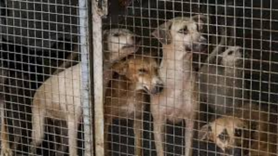 People stage protest at India Gate over SC's order to remove stray dogs from hospitals, schools, railways and bus stations