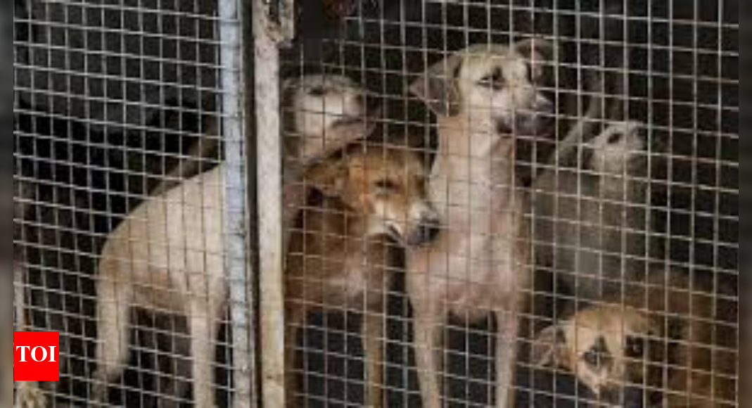 People stage protest at India Gate over SC's order to remove stray dogs from hospitals, schools, railways and bus stations