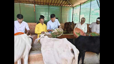 Cow worship and gaushala cleaning in Hubballi