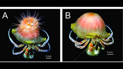 Scientists discover a new pink Sea Anemone that builds and expands shells for hermit crabs
