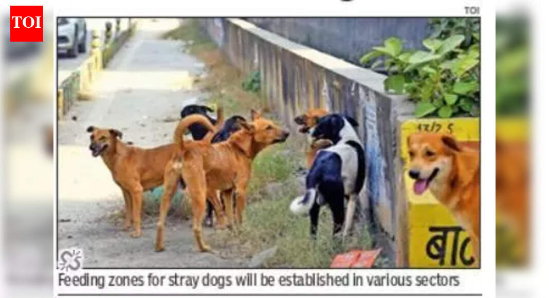 News 27 New feeding zones to dedicated communication, Greater Noida issues advisory on stray dogs
