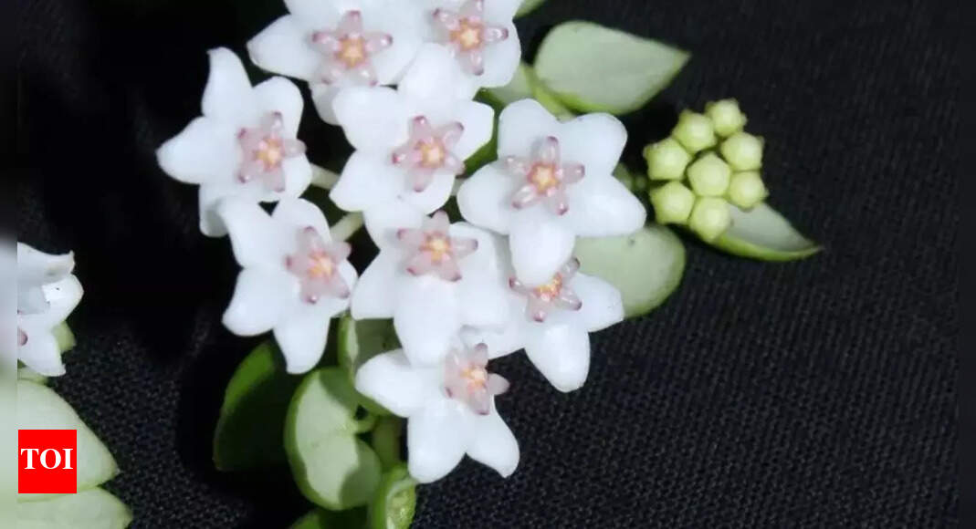 Rare Hoya species discovered in Arunachal Pradesh forests for the first time in India; here’s what makes these plants special | – The Times of India