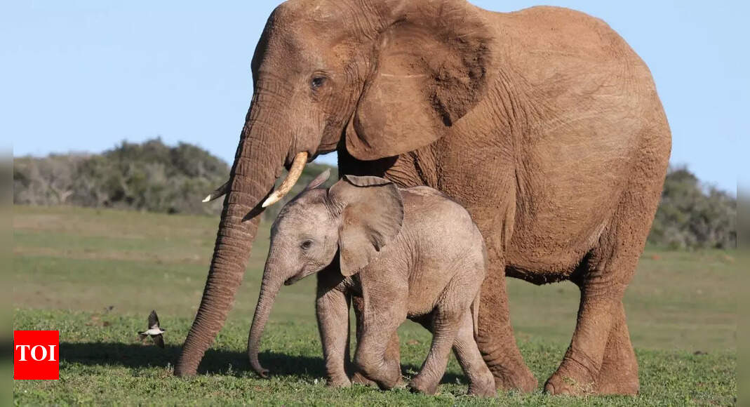 Why elephants never forget: The science behind their extraordinary long-term memory