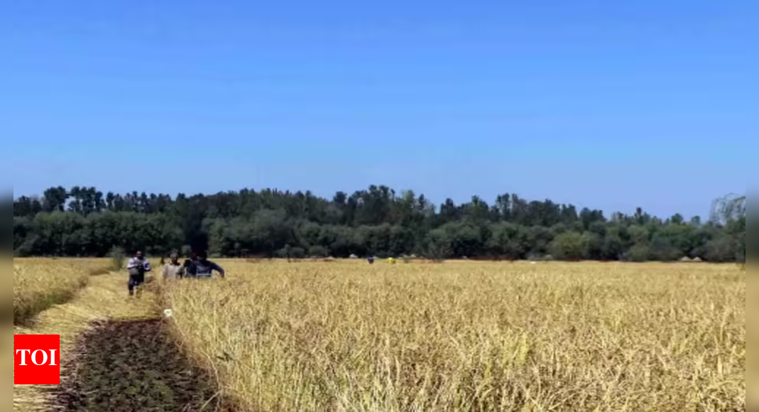 Students in Sullia reap paddy they cultivated