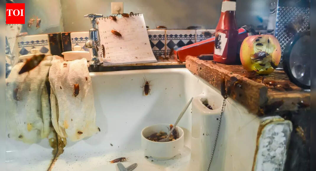 7 natural scents cockroaches hate: Safe ways to keep your home pest ...