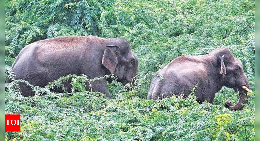 Elephant herd kills man in Chatra