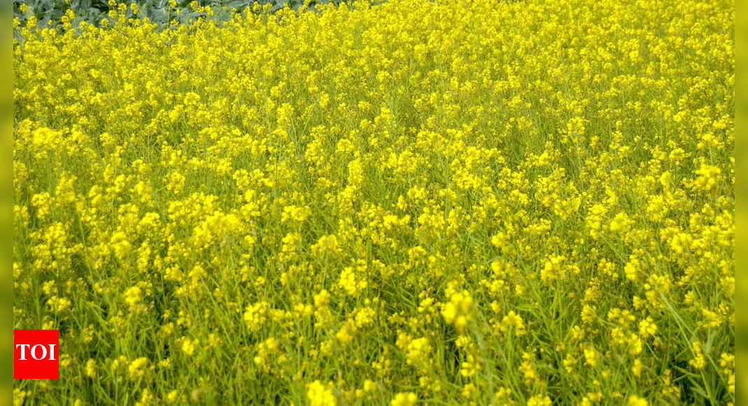 Scientists seeks government's intervention in securing fair deal for farmers over the Global South's genetic resources at global forum