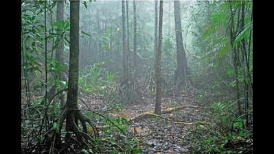 Karnataka’s Myristica swamps to get biodiversity heritage tags in 4 months: Task force chief