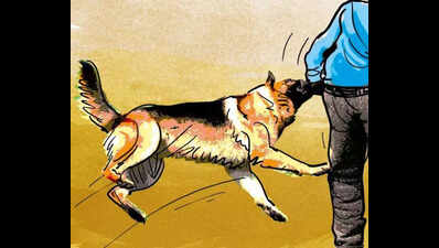 3-year-old girl injured in stray dog attack