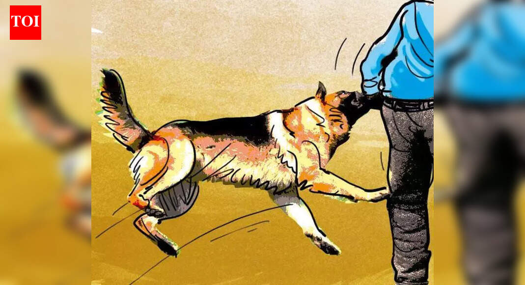 3-year-old girl injured in stray dog attack | Hubballi News - The Times ...