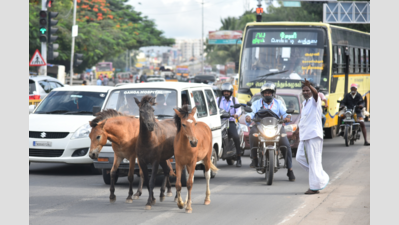  Municipal Corporation Plans to Address the Growing Issue