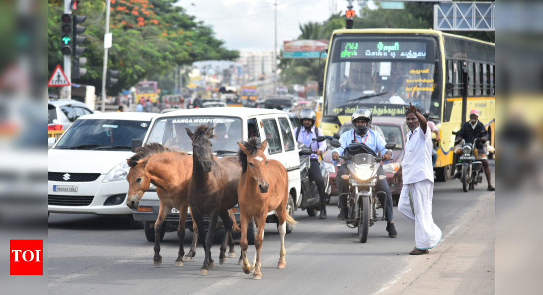 Coimbatore Faces Stray Horse Crisis: Municipal Corporation Plans to Address the Growing Issue