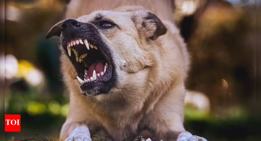 <div>No rabies deaths in city from '22 to '24, said government in parliament; RTI finds 18</div>