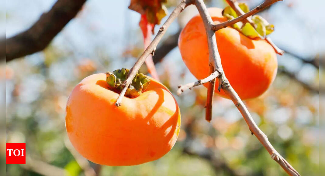 Why persimmons are the perfect winter fruit for boosting your health