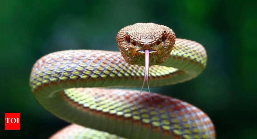 Why snakes flick their tongues so often: Hunting prey and finding potential mates
