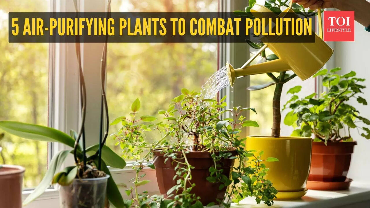 Delhi AQI hits 400: 5 houseplants that can help you breathe better, combat  indoor air pollution, boost wellness - The Times of India
