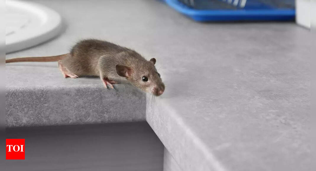 6 things that attract mice to your home in fall and winter: How to keep them away