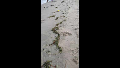Scientists suspect hidden seagrass habitat in Muttukadu