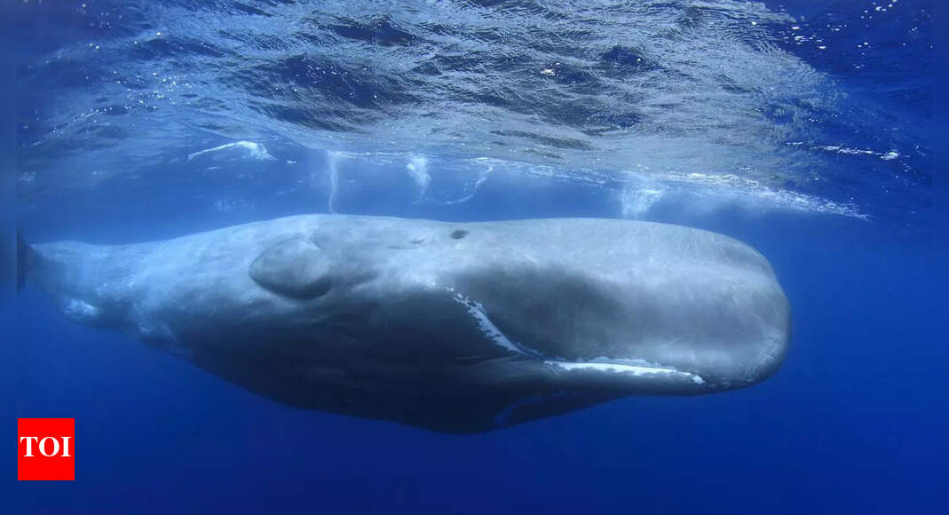 Unlocking cancer’s secrets: Why whale DNA holds the key; scientists reveal |