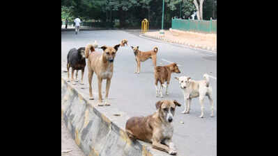 Greater Bengaluru Authority steps up sterilisation, vaccination drive post surge in stray dogs