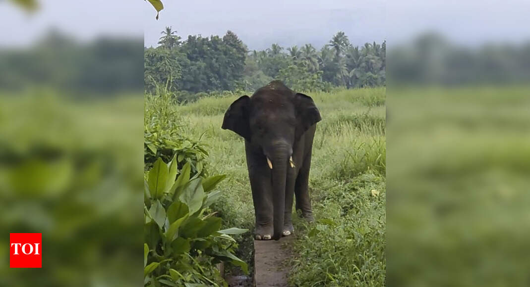 Dharna in Banda after elephant Omkar attacked and beaten near Goa border