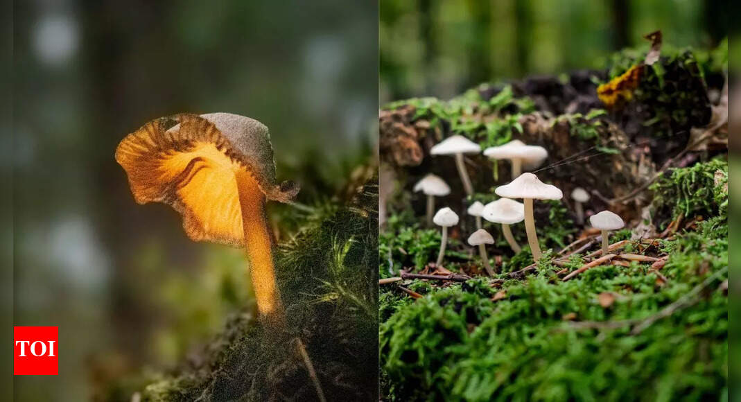 10 bioluminescent mushrooms that glow in the dark: Discover the magical world of glowing fungi