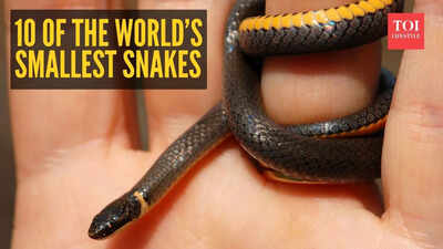 10 of the world’s smallest snakes that are often mistaken for worms