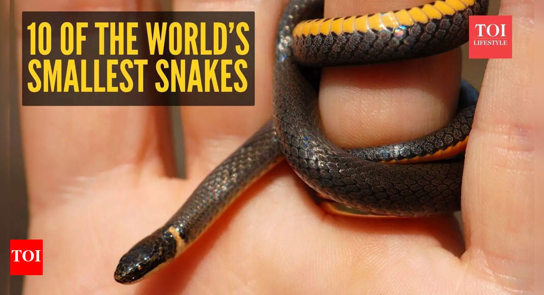 10 of the world’s smallest snakes that are often mistaken for worms