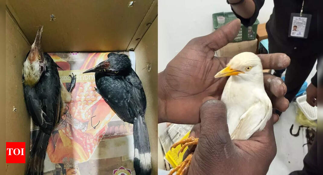 Bengaluru: Customs seizes gibbon, monkey, hornbill from passengers arriving from Bangkok; duo arrested