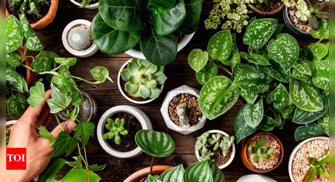 5 Plants That Attract Good Luck and Wealth