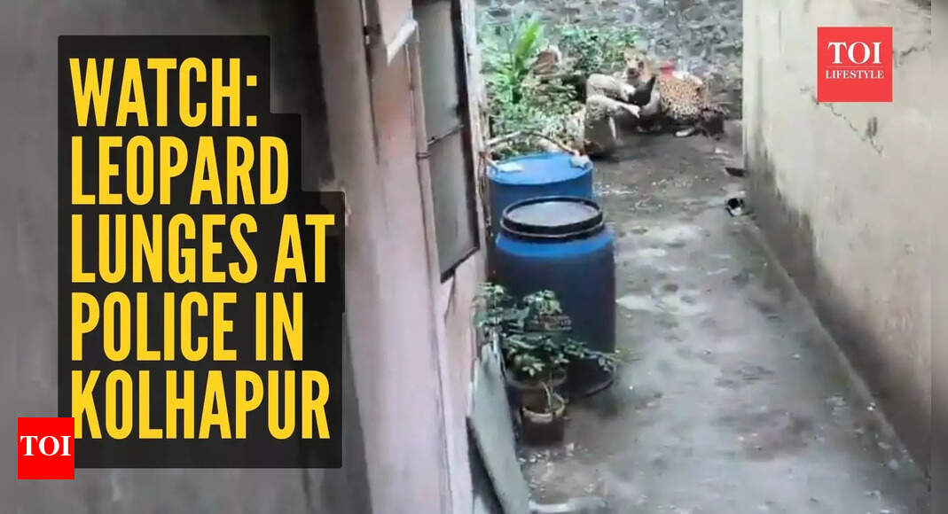 Watch: Leopard lunges at police in Kolhapur– watch the dramatic video!
