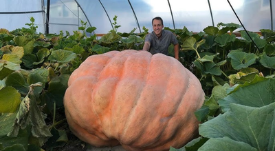  A Beginner’s guide to growing your own giant pumpkin