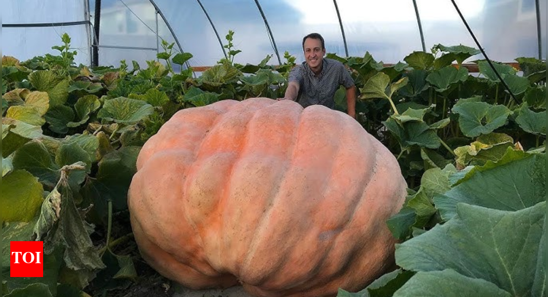 Smashing pumpkin records: A Beginner’s guide to growing your own giant pumpkin