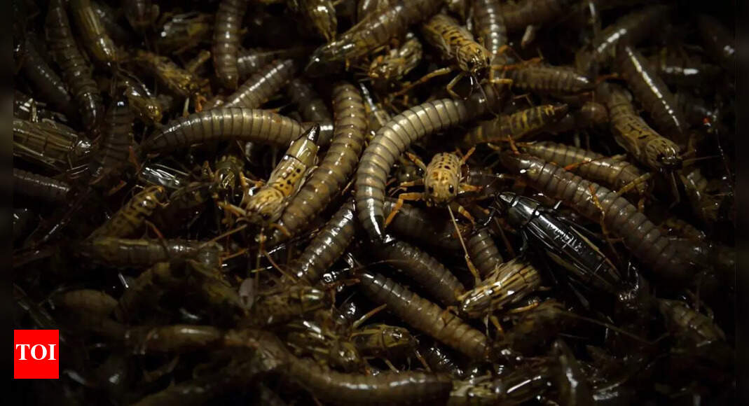 NASA explores mealworms and crickets as the next astronaut food source