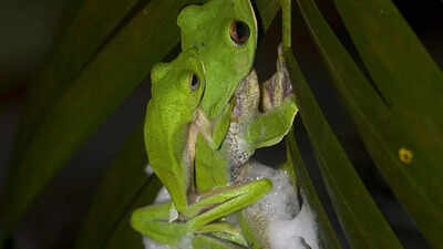  The treetop frog that builds a foam nest instead of laying eggs in water