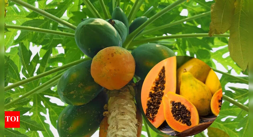 5 health benefits of eating papaya leaves: Natural remedy for digestion, blood, and skin