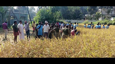 Students lead the way in paddy cultivation