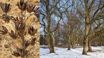 Why plants look dead when they’re not and how to bring them back