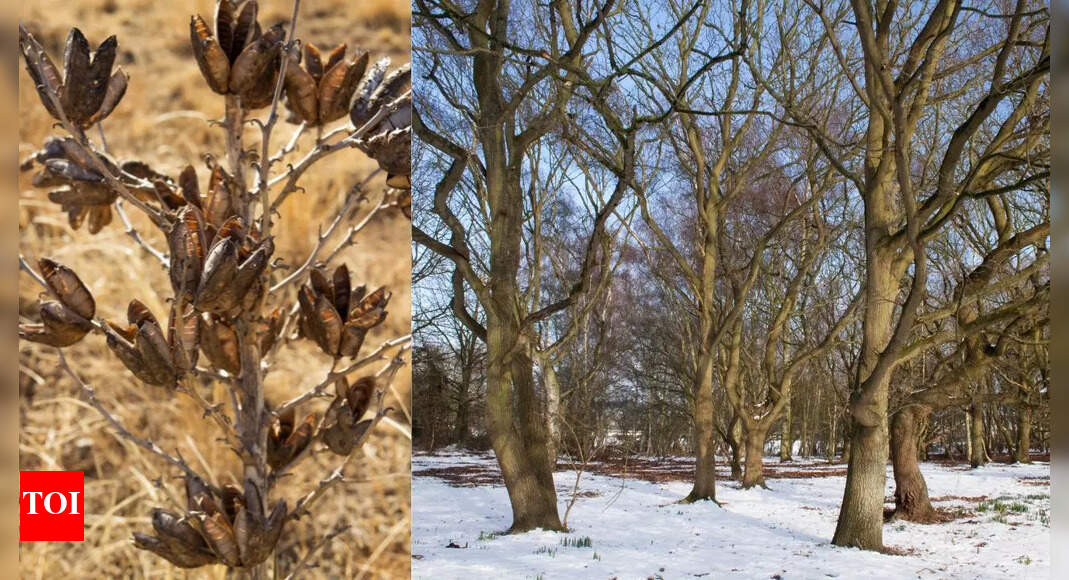 Why plants look dead when they’re not and how to bring them back