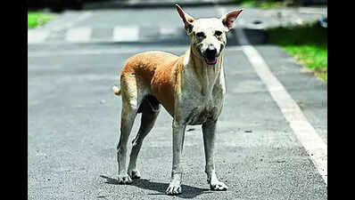 DoE tells schools to secure periphery to keep strays out