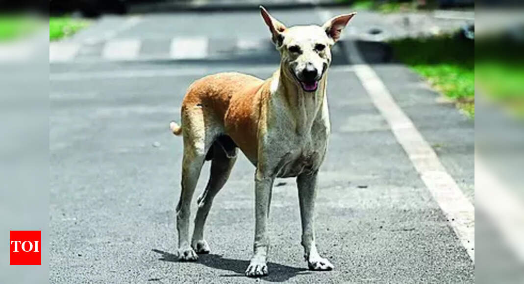 DoE tells schools to secure periphery to keep strays out