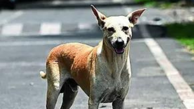 Wife's love for stray dogs has caused stress, led to erectile dysfunction, man tells HC, seeks divorce