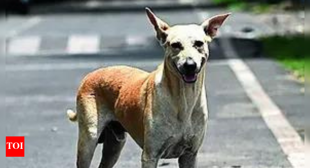 Wife's love for stray dogs has caused stress, led to erectile dysfunction, man tells HC, seeks divorce