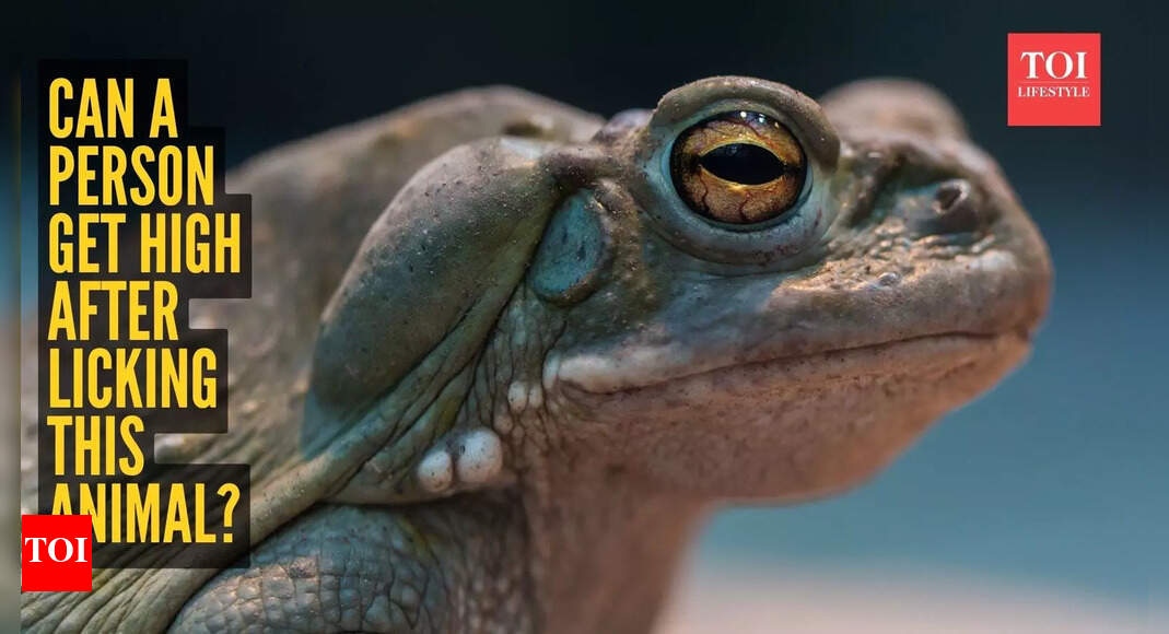 Viral lick toad trend: Can a person get high after licking this animal