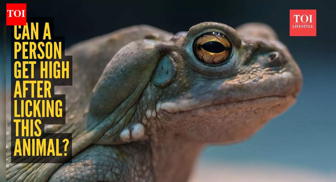 Viral lick toad trend: Can a person get high after licking this animal ...