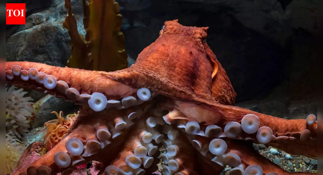 Giant Pacific Octopus Predators