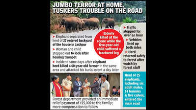 Elephant strikes again, kills woman, injures granddaughter